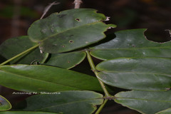 Memecylon randerianum